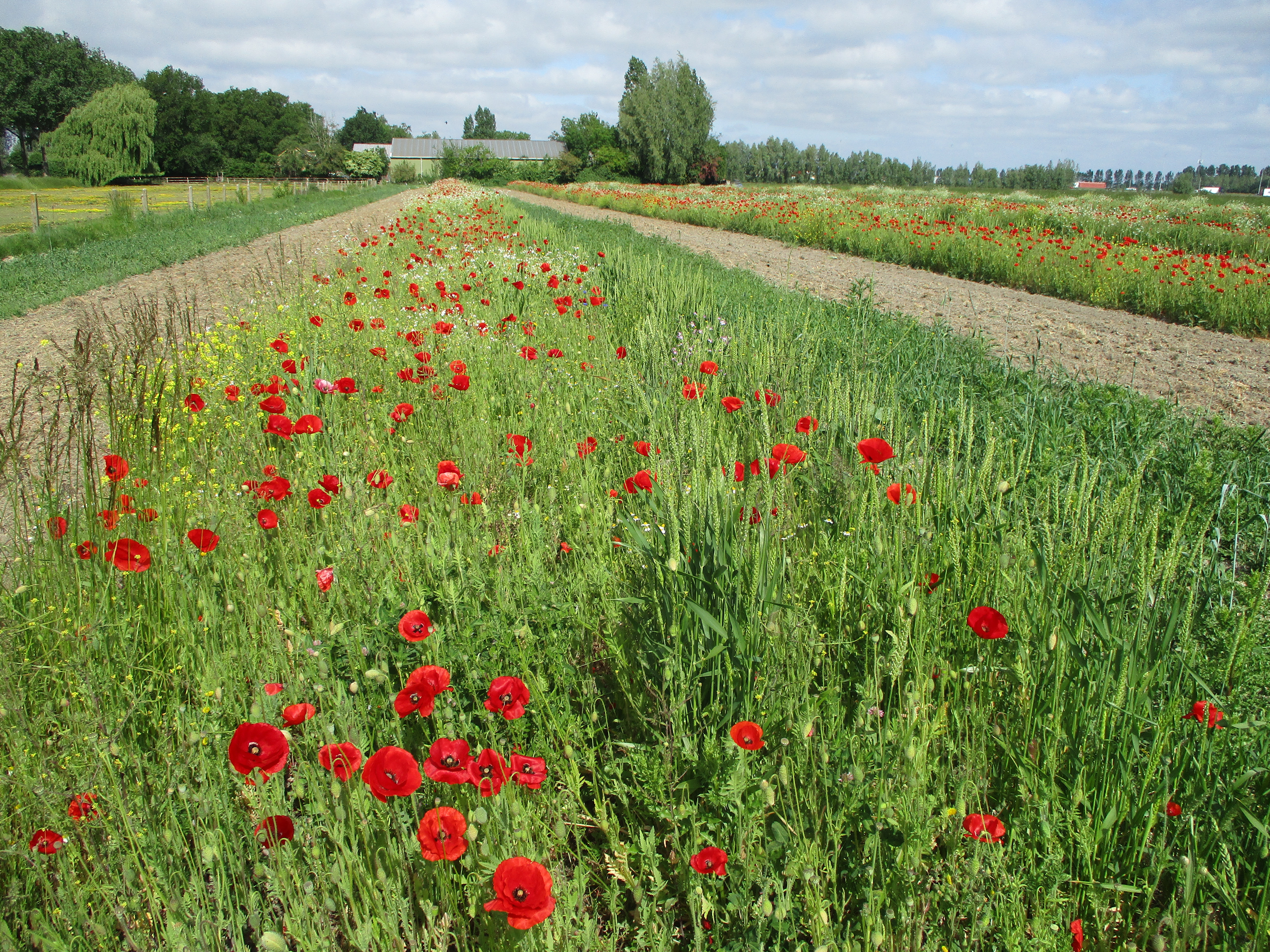 Robuust Bio is gestart
